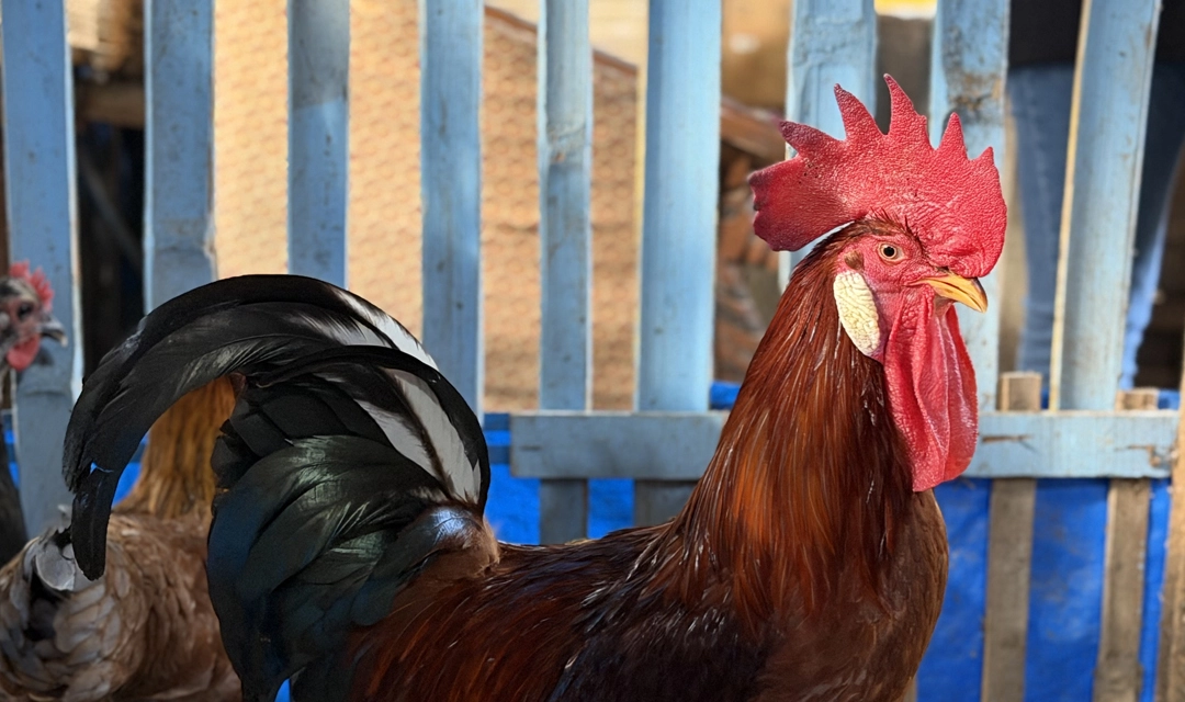 Jual ayam jantan indukan berkualitas di Medan - Dirga Wijaya Farm